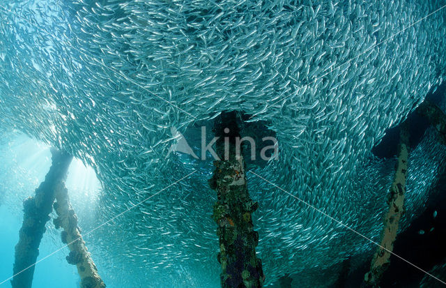 Indische glasvis (Parapriacanthus ransonneti)