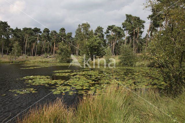 Kampina