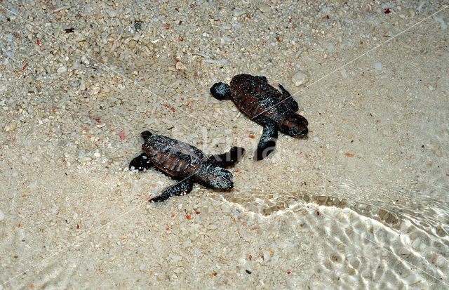 Karetschildpad (Eretmochelys imbricata)