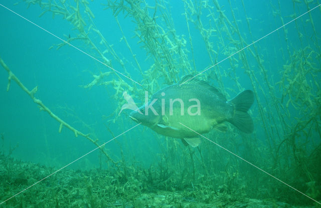 Karper (Cyprinus carpio)