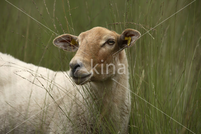 Kempisch heideschaap (Ovis domesticus)