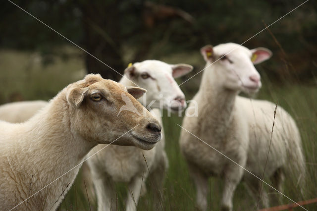 Kempisch heideschaap (Ovis domesticus)