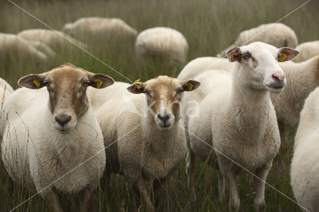 Kempisch heideschaap (Ovis domesticus)