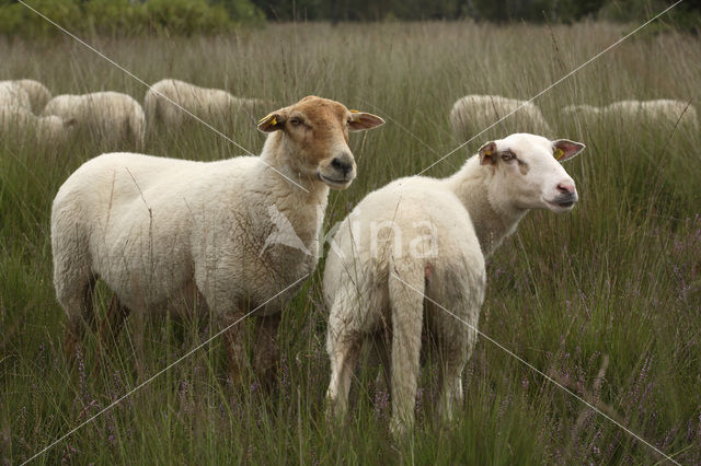 Kempisch heideschaap (Ovis domesticus)