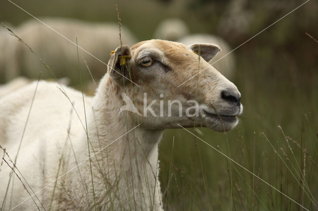 Kempisch heideschaap (Ovis domesticus)