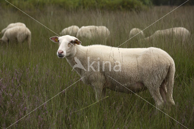 Kempisch heideschaap (Ovis domesticus)