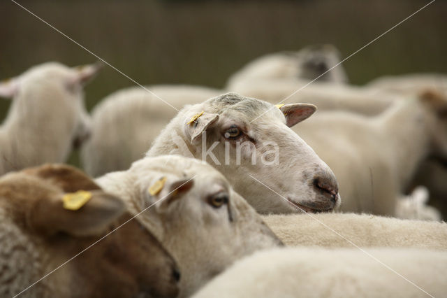 Kempisch heideschaap (Ovis domesticus)