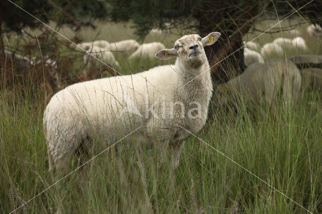 Kempisch heideschaap (Ovis domesticus)