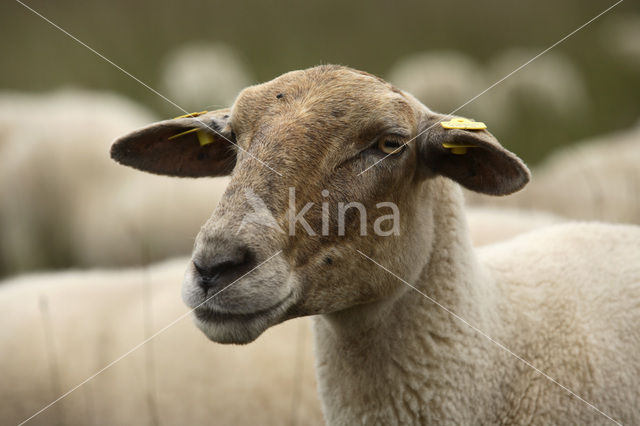 Kempisch heideschaap (Ovis domesticus)