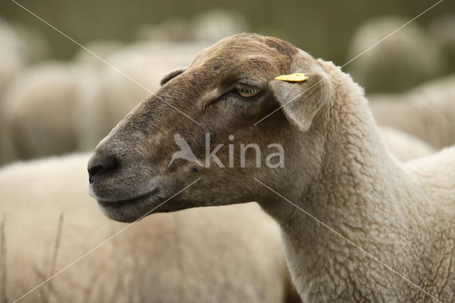 sheep (Ovis domesticus)