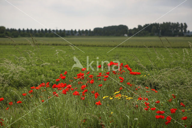 Poppy (Papaver spec.)