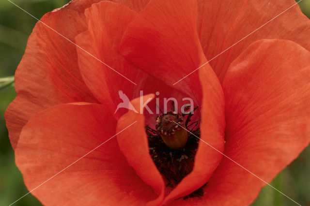 Klaproos (Papaver spec.)