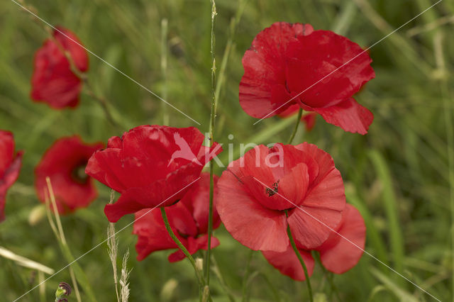 Klaproos (Papaver spec.)