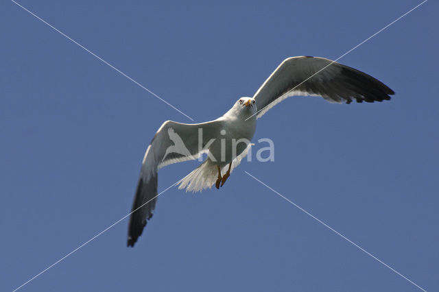 Kleine Mantelmeeuw (Larus fuscus)