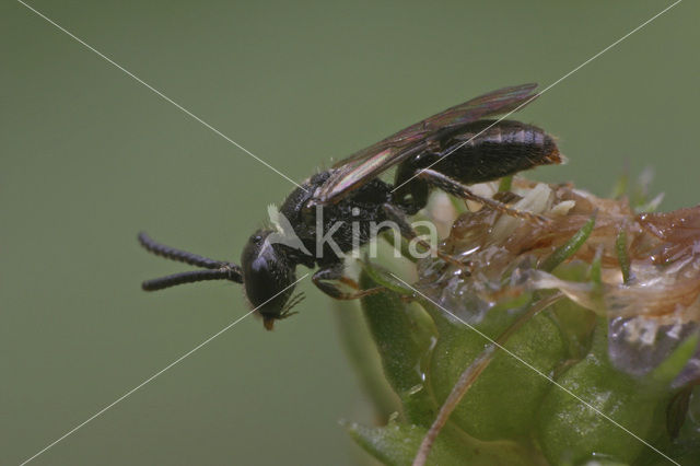 Kleine spitstandbloedbij (Sphecodes longulus)