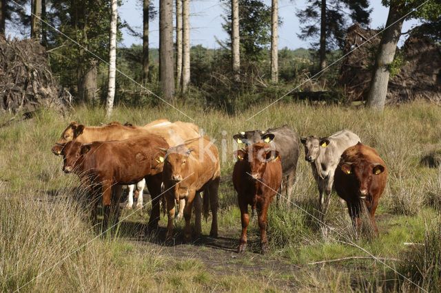 Koe (Bos domesticus)