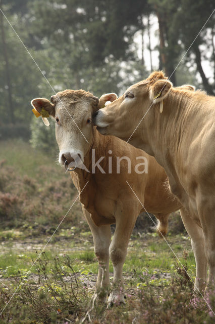 Koe (Bos domesticus)