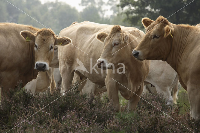 Koe (Bos domesticus)