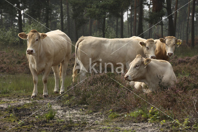 Koe (Bos domesticus)