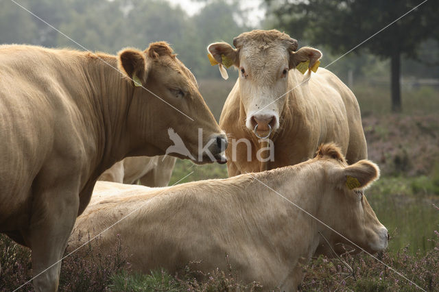 Koe (Bos domesticus)