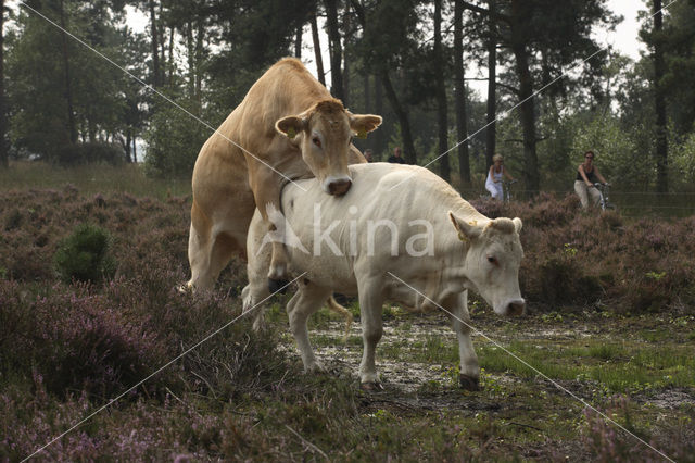 Koe (Bos domesticus)