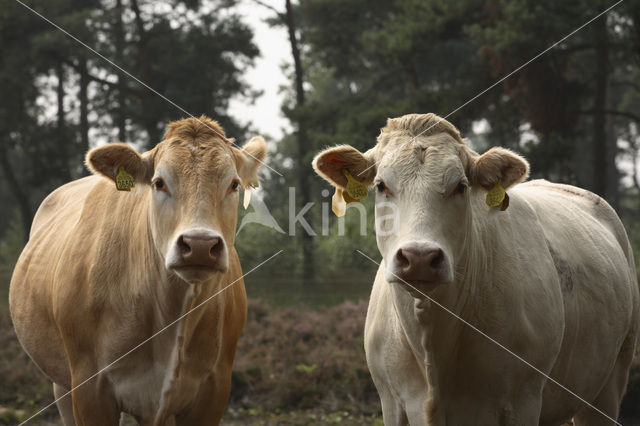 Koe (Bos domesticus)