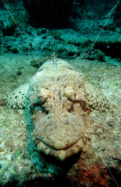 Crocodilefish (Papilloculiceps spec)