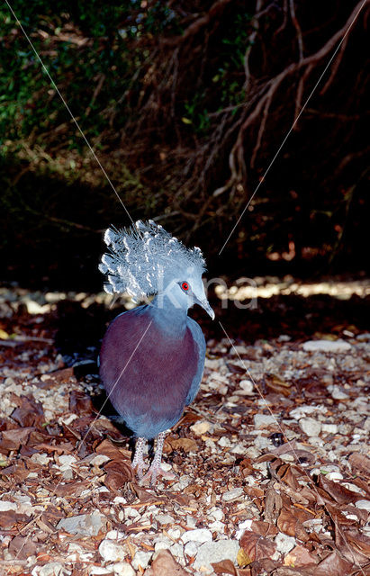 Kroonduif (Goura cristata)