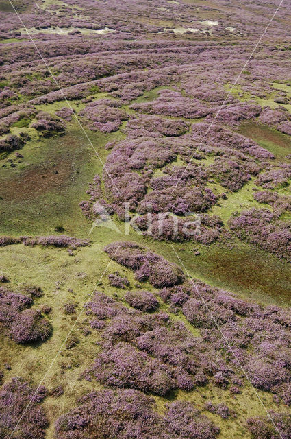 Landerumerheide