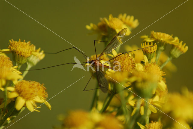 Langpootmug (Tipula oleracea)