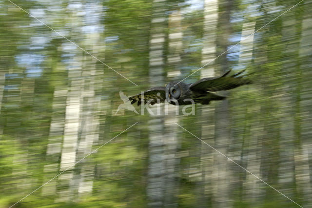 Laplanduil (Strix nebulosa)