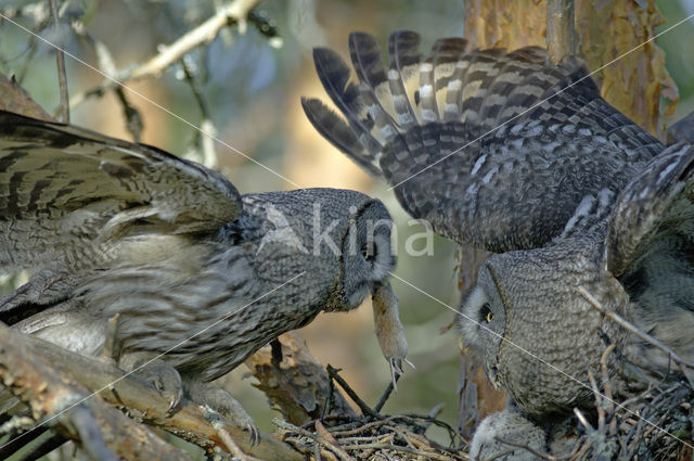 Laplanduil (Strix nebulosa)