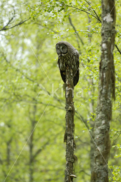 Laplanduil (Strix nebulosa)