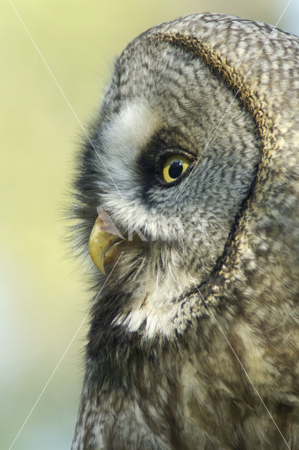 Laplanduil (Strix nebulosa)