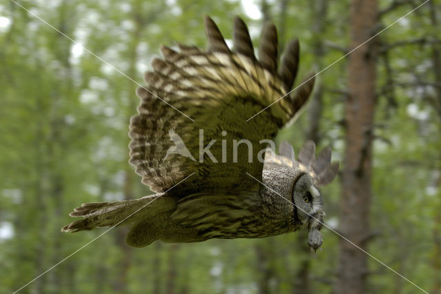 Laplanduil (Strix nebulosa)