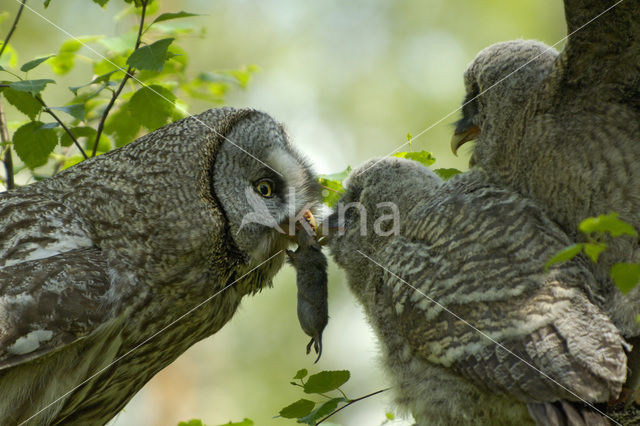 Laplanduil (Strix nebulosa)