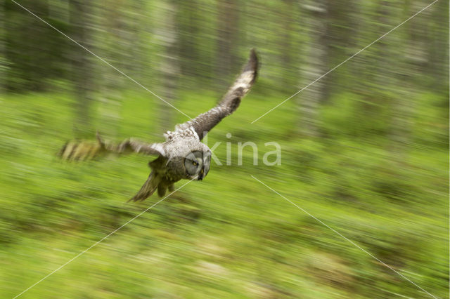 Laplanduil (Strix nebulosa)