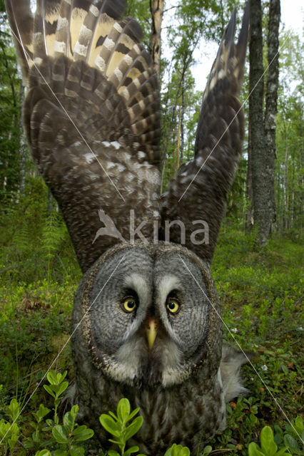 Laplanduil (Strix nebulosa)