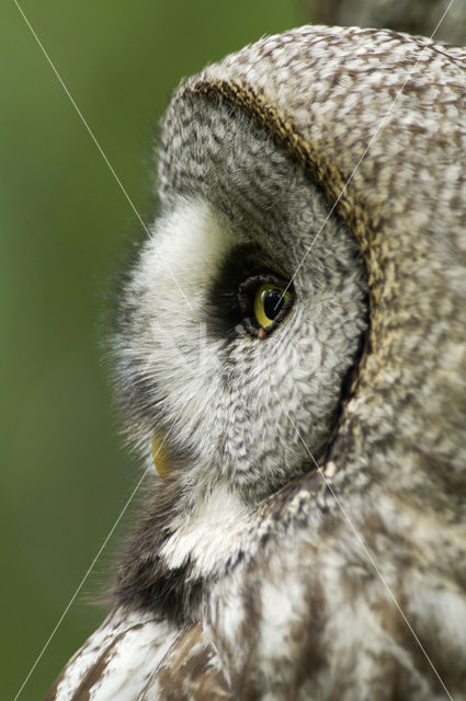 Laplanduil (Strix nebulosa)