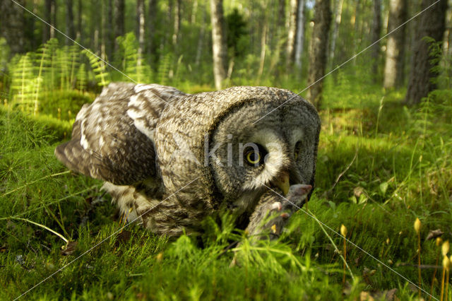 Laplanduil (Strix nebulosa)