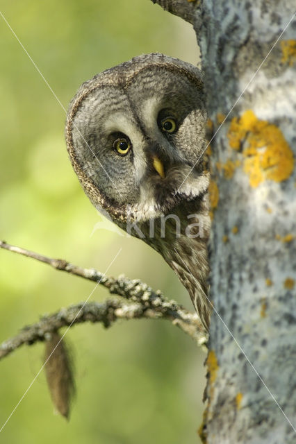 Laplanduil (Strix nebulosa)