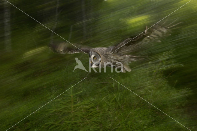 Laplanduil (Strix nebulosa)