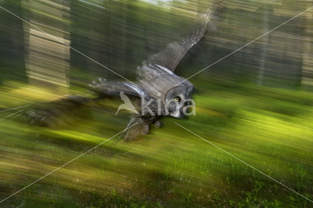 Laplanduil (Strix nebulosa)