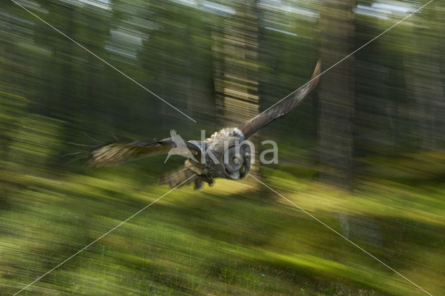 Laplanduil (Strix nebulosa)