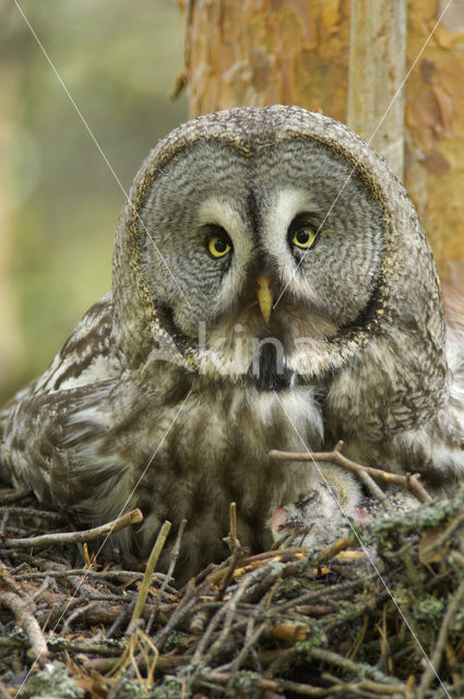 Great Grey Owl (Strix nebulosa)