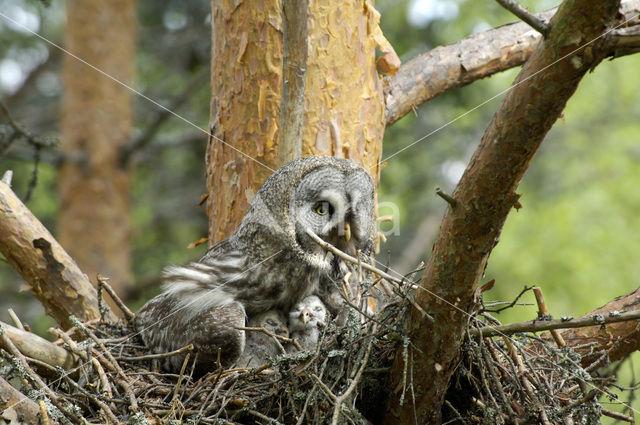 Laplanduil (Strix nebulosa)