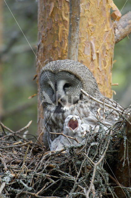 Laplanduil (Strix nebulosa)