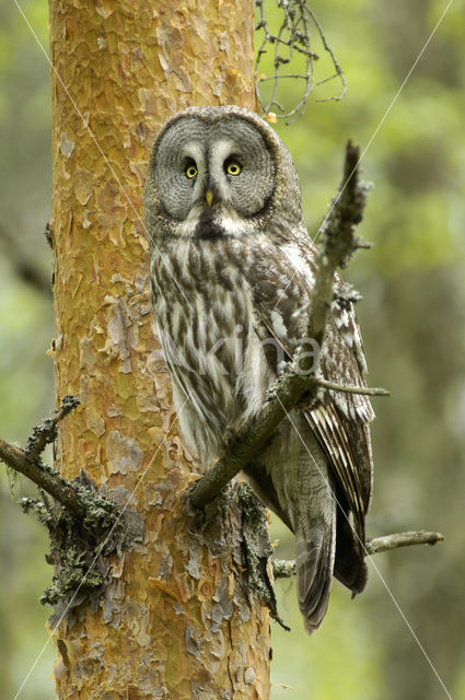 Laplanduil (Strix nebulosa)