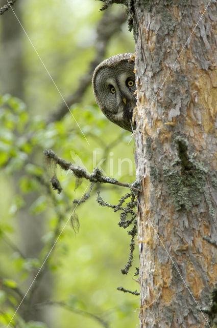 Laplanduil (Strix nebulosa)