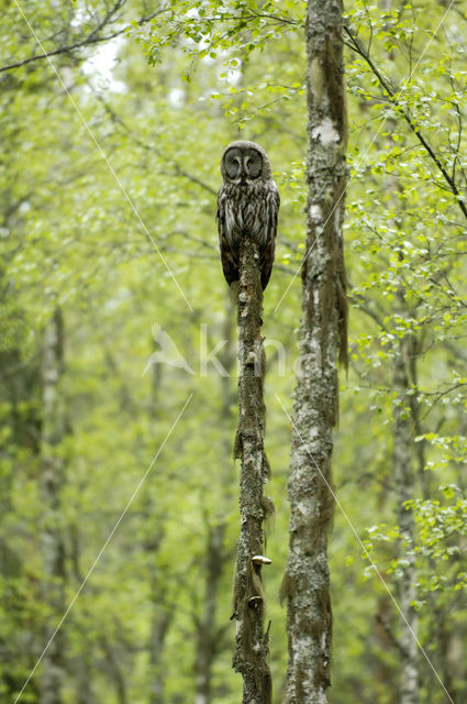 Laplanduil (Strix nebulosa)